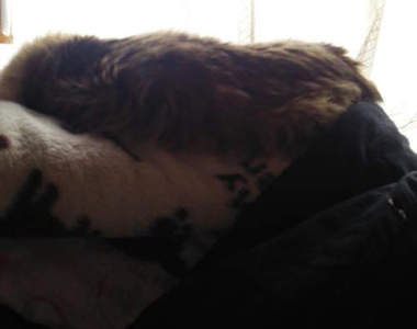 《重度貓奴症狀》只要有心什麼都可以看成貓www