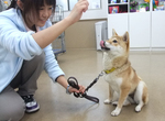 《15種錯誤的狗狗教法》飼主的各位是否都教對惹呢? 《15種錯誤的狗狗教法》飼主的各位是否都教對惹呢?