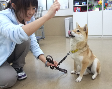 《15種錯誤的狗狗教法》飼主的各位是否都教對惹呢?