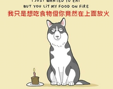 《養狗的點滴樂趣》有時候看牠們耍笨也是一種幸福（誤）