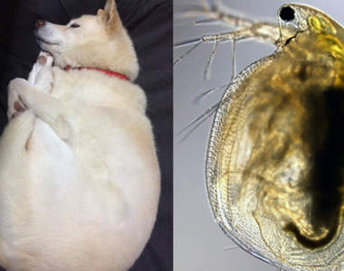  超軟Q《水蚤式睡姿》這些抱腿睡覺的寵物上輩子是跳水選手嗎？