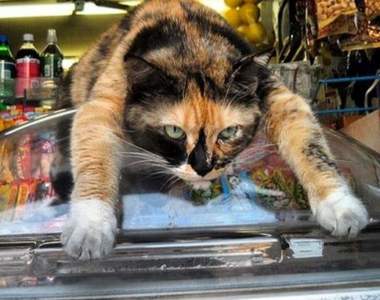 《雜貨店店貓》可別不小心就把貓咪買回家了ww