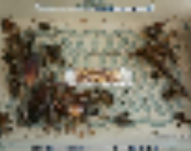 閱覽注意《蟑螂屋放在戶外會黏到什麼》天啊～好可怕= =