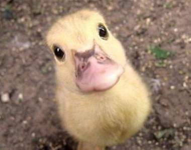 《激發母愛的小鴨子》鴨鴨的魅力不只有翹屁屁哦♡