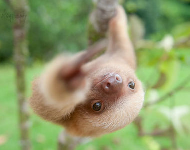 10月20日《國際樹懶日》現在...慶祝...還...來得及嗎...？