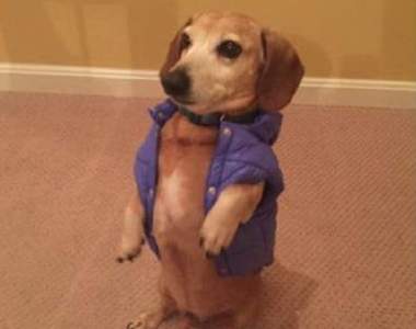 讓飼主哭笑不得《寵物珍奇瞬間》能把沙發咬成這樣算你狠XD