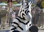 東京上野動物園《斑馬脫逃演習》動物的演技一年比一年還進步? 東京上野動物園《斑馬脫逃演習》動物的演技一年比一年還進步?