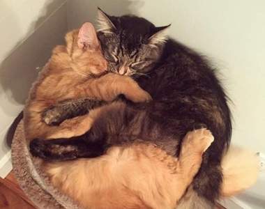 《最愛擁抱的貓兄妹》就是不想離開彼此和這張小床♥（抱緊）