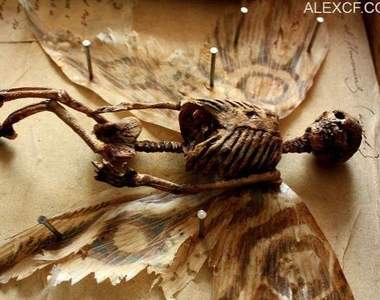 英國百年地窖發現《奇幻生物骨骼標本》潛藏在古老孤兒院的詭異收藏