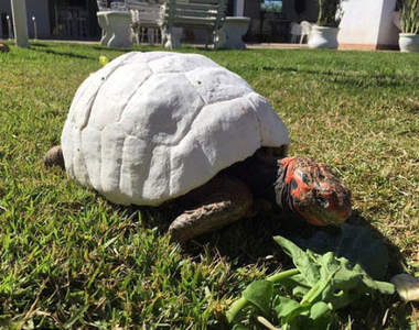 《3D列印龜殼》史上第一隻因為3D列印技術而獲救的烏龜