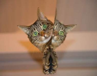 《22張好笑貓咪趣圖》療癒感極佳的喵星人特輯