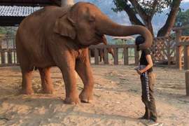 霸氣外洩《大象抱人的方式》帥氣指數瞬間破表