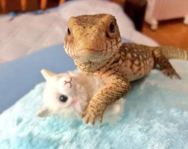 《喜歡綿羊娃娃的小蜥蜴》睡覺時也要緊緊抱著不放就像寶寶一樣♥