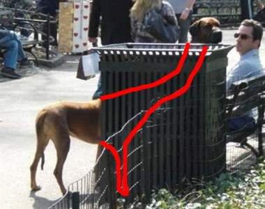 《無接縫的巧合瞬間》在公園居然能拍到稀世長頸怪物狗(誤)