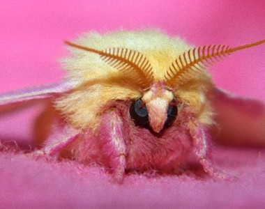 顏色超少女的《瑰色楓葉蛾》是草莓加香蕉口味的嗎？（誤）