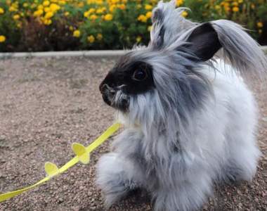 熱愛跳舞的兔子《Homey》左邊扭一下右邊搖一下♪