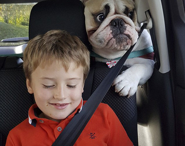 《驚恐的狗狗》天啊把拔都開快車我好害怕Σ( ° △ °|||)︴