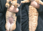《柴犬vs貓咪的雙腿伸展運動》貓咪到底可以伸到多長啊ww 《柴犬vs貓咪的雙腿伸展運動》貓咪到底可以伸到多長啊ww