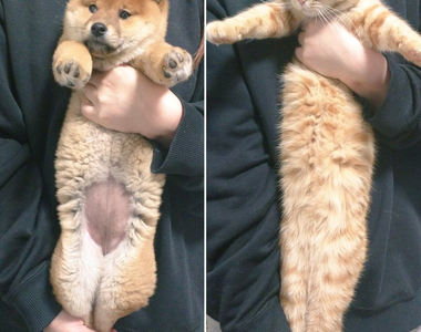 《柴犬vs貓咪的雙腿伸展運動》貓咪到底可以伸到多長啊ww