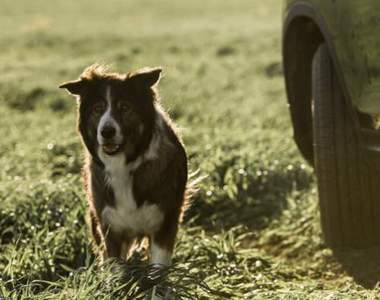2016年《超級盃車車廣告》這回Mini跟Honda要秀什麼呢？
