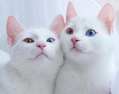 《異色瞳雙胞胎貓》這對白貓姐妹花真是美極了♥