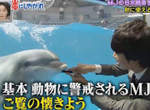 遊水族館必學《梳子吸引海豚的祕訣》原來這就是海豚語? 遊水族館必學《梳子吸引海豚的祕訣》原來這就是海豚語?