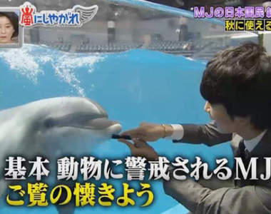 遊水族館必學《梳子吸引海豚的祕訣》原來這就是海豚語？