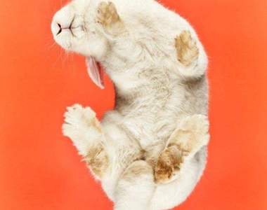 《玻璃桌下看兔子 Under-Rabbits》毛茸茸的兔兔底盤照♥