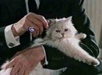 《黑手黨BOSS的形象》懷裡一定要抱隻貓 《黑手黨BOSS的形象》懷裡一定要抱隻貓