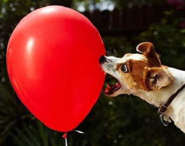 金氏世界紀錄《最快打破100顆氣球的狗》這挑戰過程出奇療癒啊......