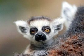 《派對動物的早晨》跟我禮拜一早上有87%像 《派對動物的早晨》跟我禮拜一早上有87%像