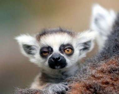 《派對動物的早晨》跟我禮拜一早上有87%像