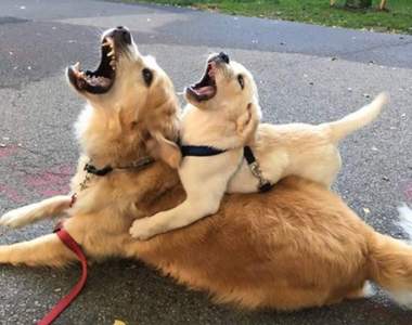 有其父必有其子《狗狗的相似親子照》表情動作都是一個模子印出來的～