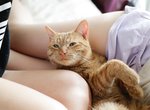 青山裕企《貓咪與大腿》攝影展 最強的完美組合♥ 青山裕企《貓咪與大腿》攝影展 最強的完美組合♥