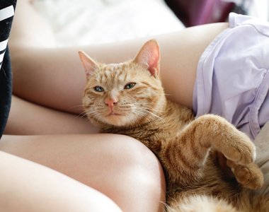 青山裕企《貓咪與大腿》攝影展　最強的完美組合♥