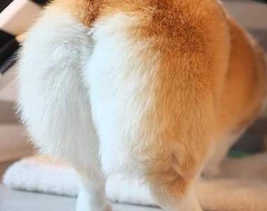 萌度爆點的《Instagram屁屁帳戶》這屁股太療癒了吧ww