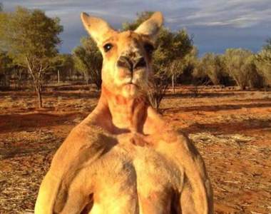 《超壯袋鼠鎖喉狗狗》主人急衝上前展開「ROUND 1」先發制人