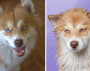 效果超群的《寵物沐浴照》只是洗個澡給我結屎面幹嘛XD