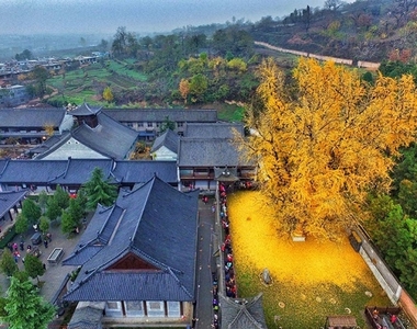 秋季才有的美景《1400年銀杏樹》一地金黃色真的太美