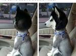 愛狗派誠心推薦《最喜歡的狗狗動圖》這些未免也太治癒了♥ 愛狗派誠心推薦《最喜歡的狗狗動圖》這些未免也太治癒了♥