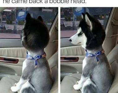 愛狗派誠心推薦《最喜歡的狗狗動圖》這些未免也太治癒了♥