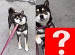 《對付不想回家柴犬的終極武器》肉包臉一秒變萌是怎樣啦 (≧∀≦) 《對付不想回家柴犬的終極武器》肉包臉一秒變萌是怎樣啦 (≧∀≦)