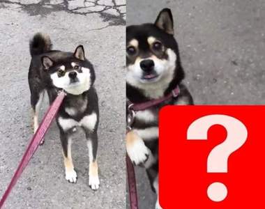 《對付不想回家柴犬的終極武器》肉包臉一秒變萌是怎樣啦 (≧∀≦)