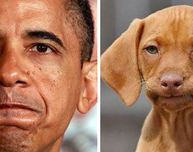 《人犬分身照》這個推特證明了世界上必有一隻長得跟你一模一樣的狗...