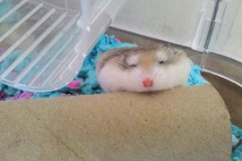 《倉鼠沒電的瞬間》熟睡的小毛團可能卡在各個角落♡