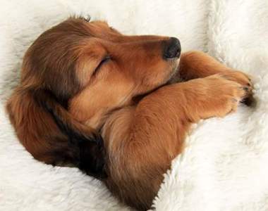 感人《狗狗睡著時都夢什麼》原來毛小孩睡覺都在想......