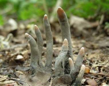 《死者的手指》這種真菌的底下難道真的埋著死人嗎！？