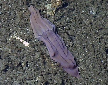 深海謎團《紫色襪子》有解 不是某人亂丟的喔？