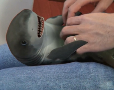 新萌寵《會撒嬌的小鯊魚》鯊魚也能一起散步(?)