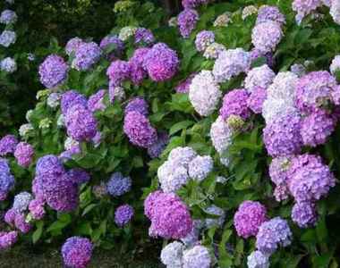 絕美賞花秘境《紫陽花開》關西景點11選ヽ(✿゚▽゚)ノ